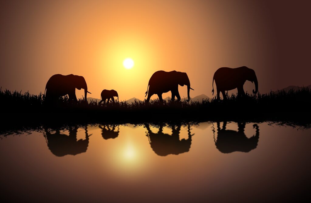 elephants in africa a journey of hope
