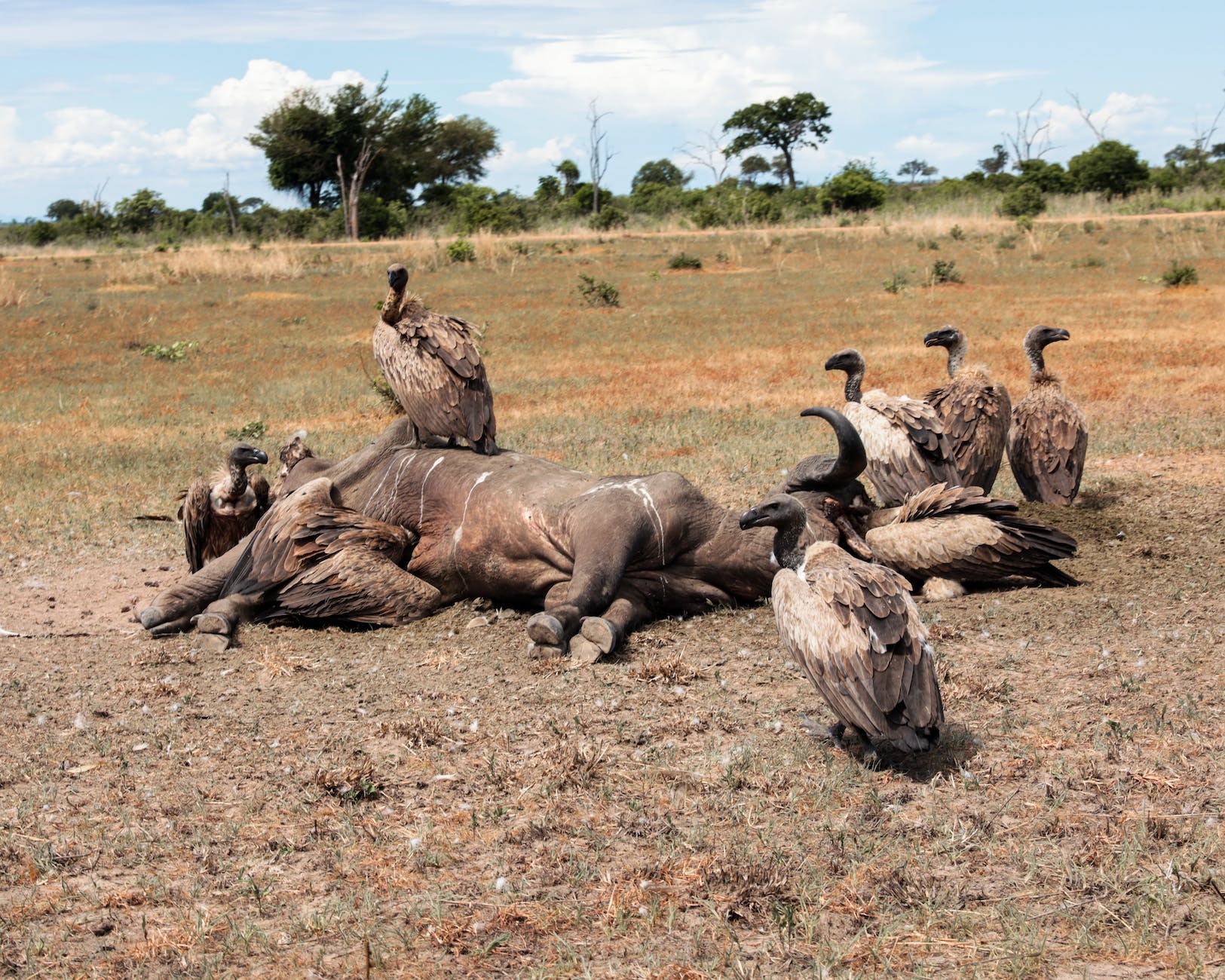 You are currently viewing Chase the vultures away when they want a free meal