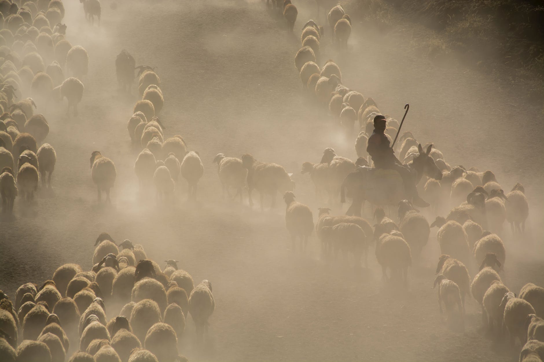 photo of herd of sheep