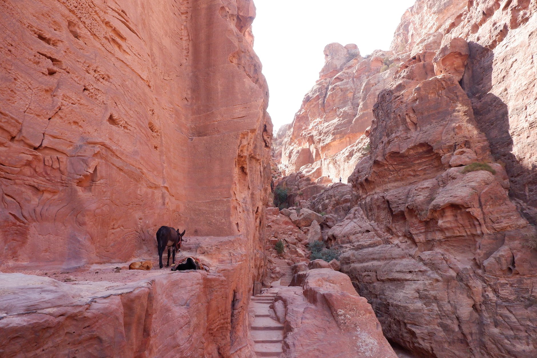 donkey on brown rocky mountain chasing donkeys