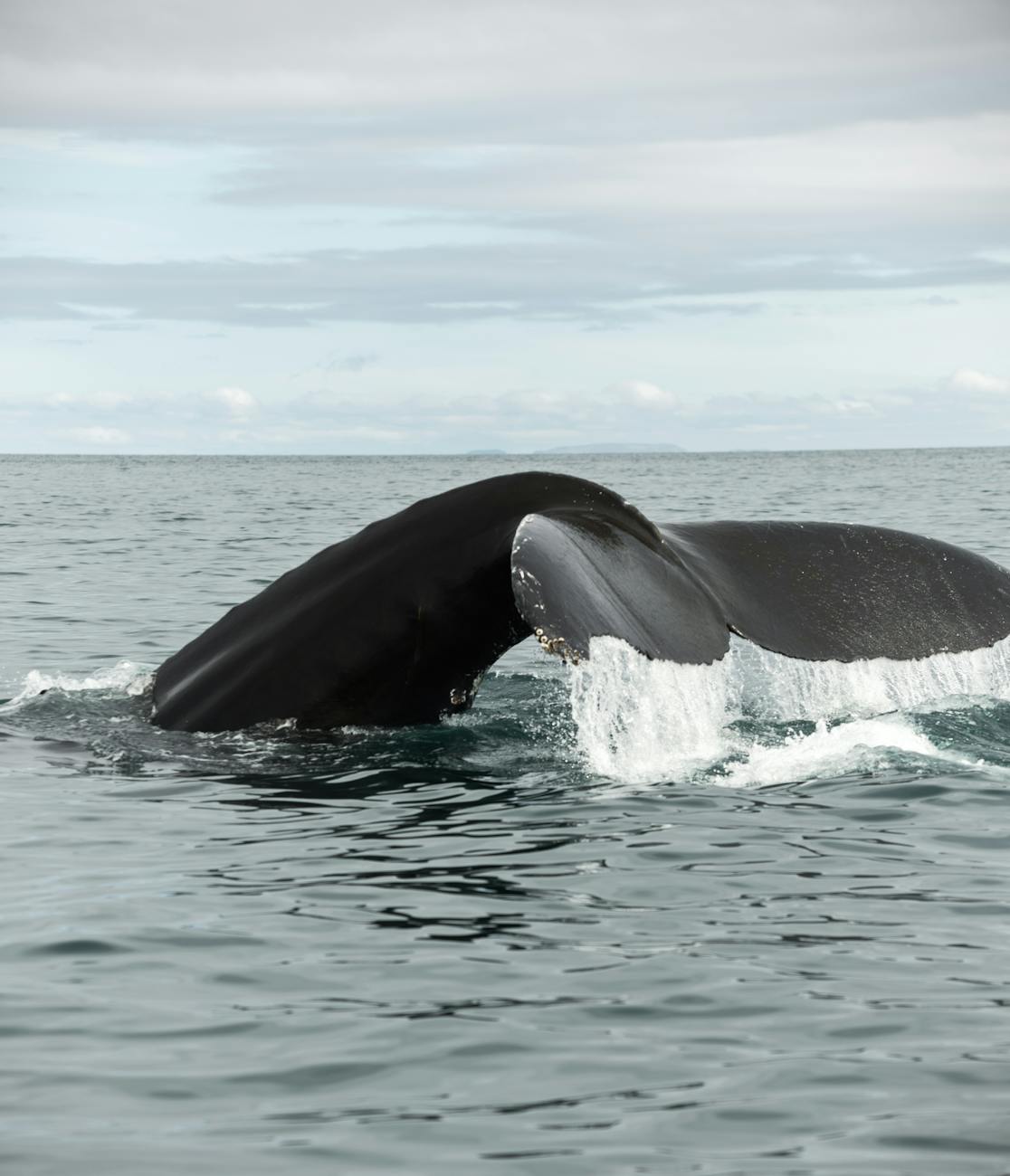 humpback whale swimming underwater with tail above sea surface