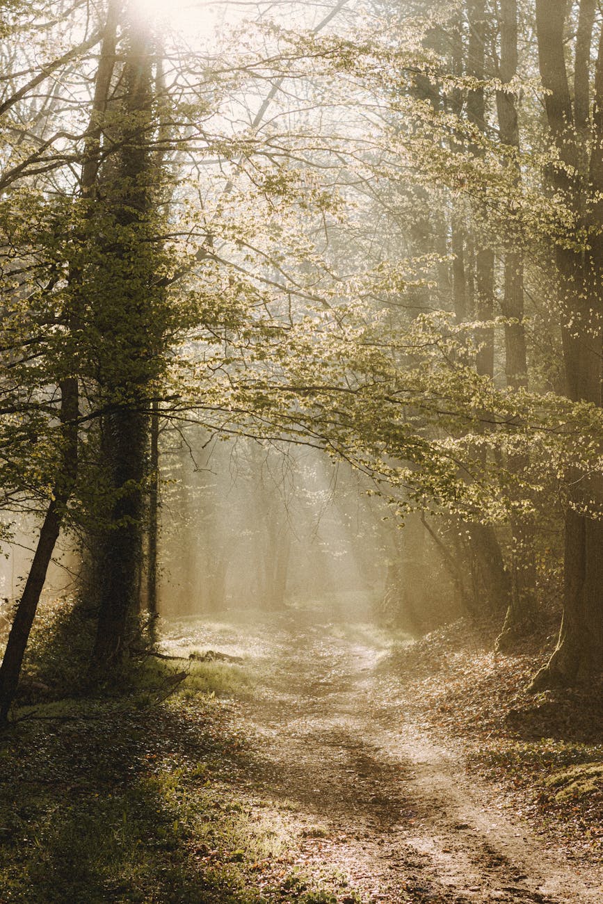 pathway between overgrown trees in sun rays in forest