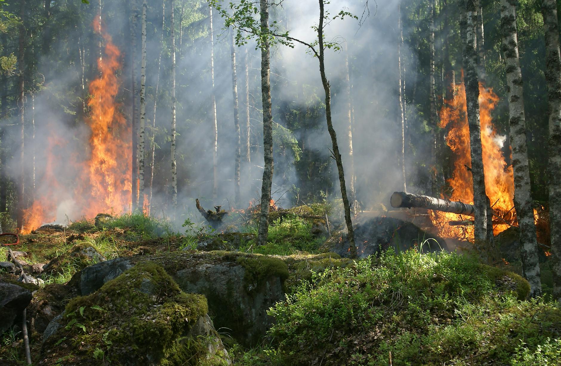 forest on fire burned out and salty
