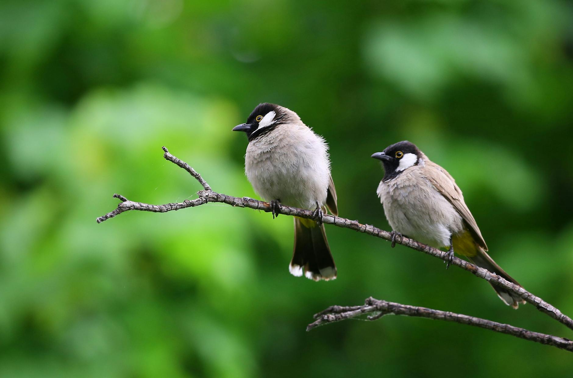 white and black birds piercing on tree branch