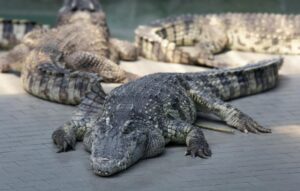 Read more about the article Watch out for the crocodiles