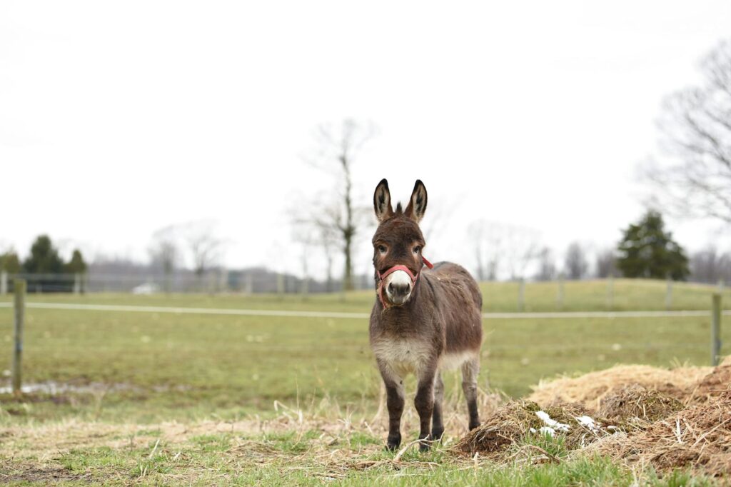 brown and white donkey on green grass field