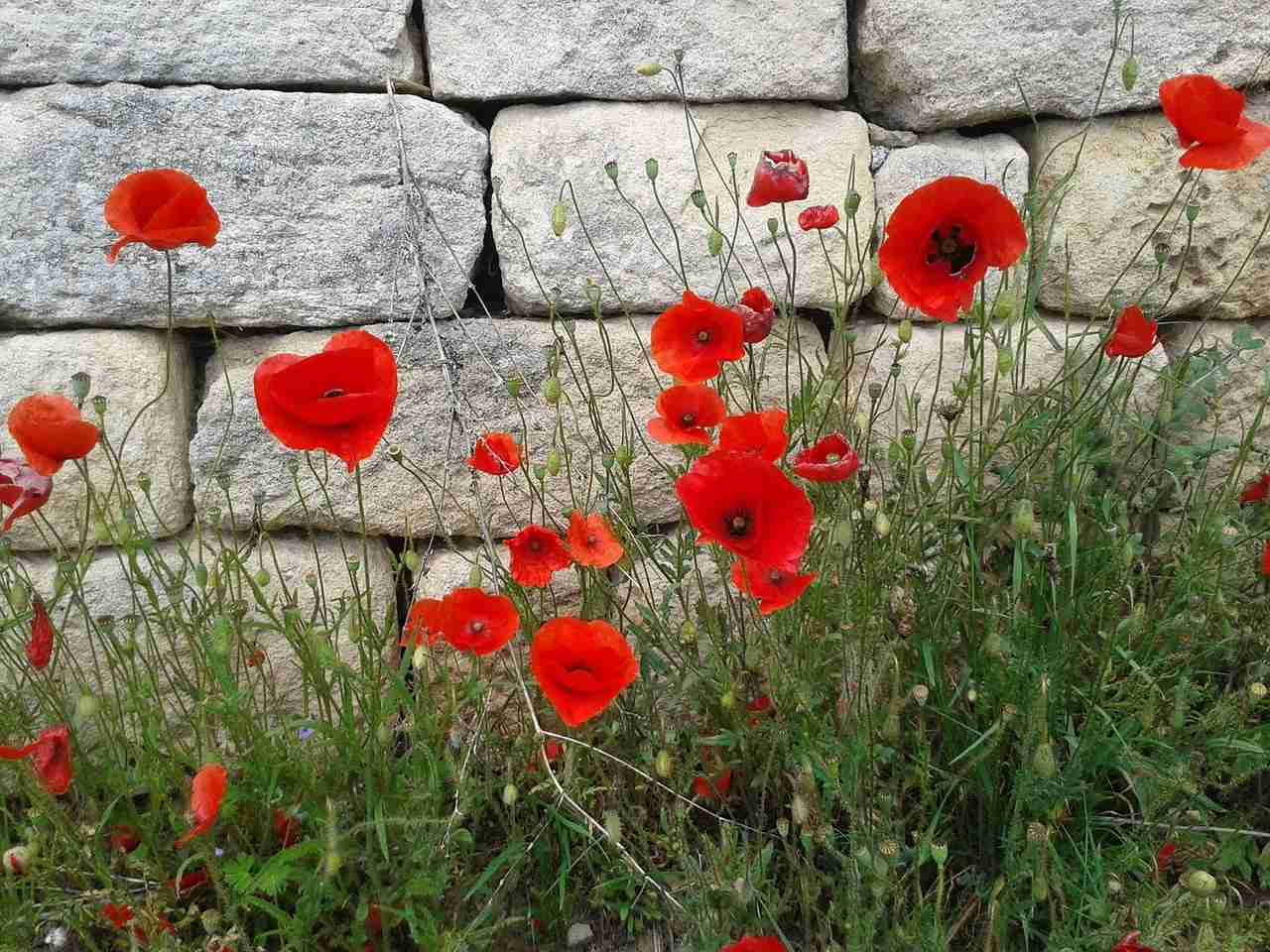 Read more about the article I Was a Wallflower Until I Wasn’t